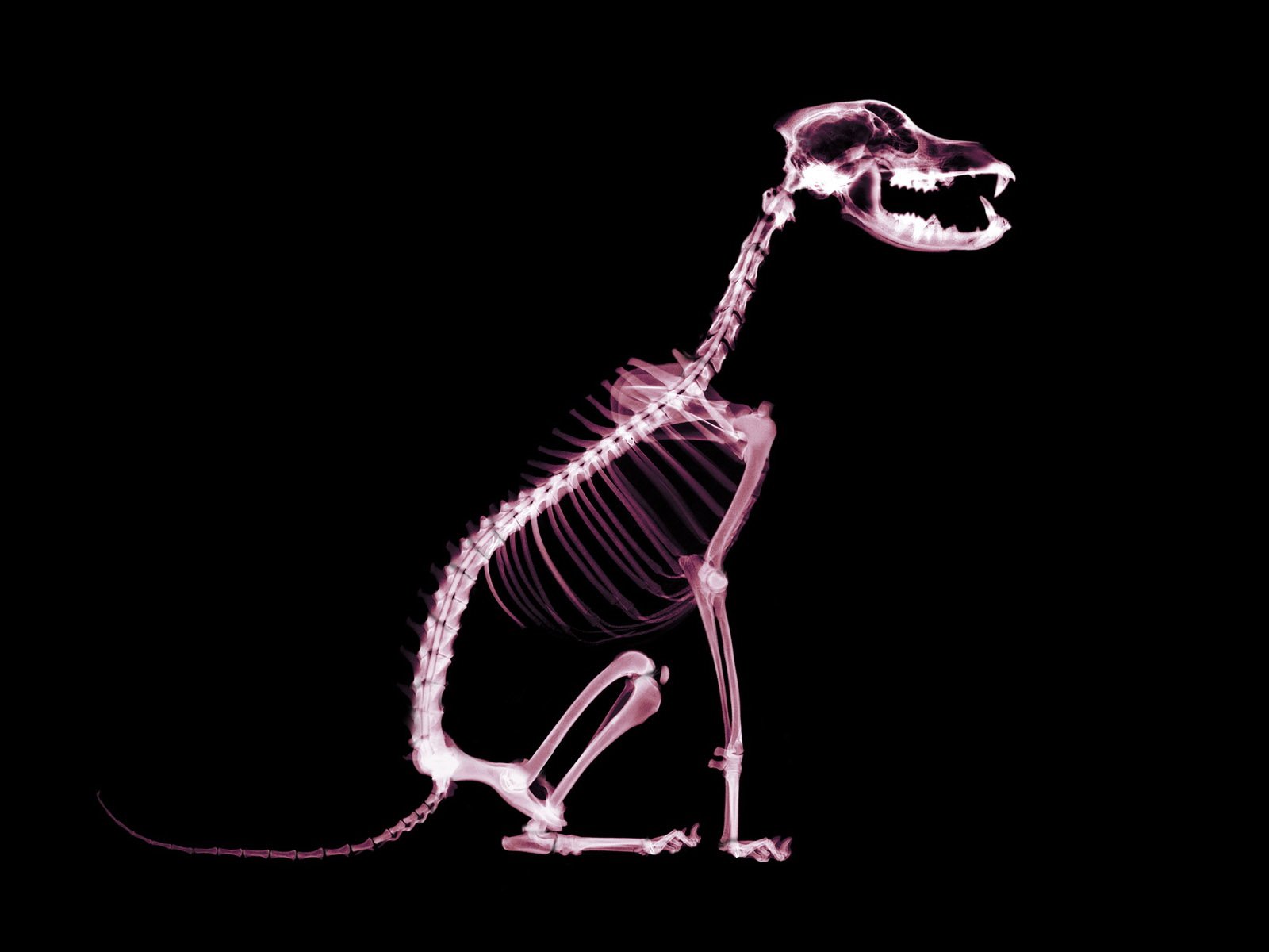 dogs, Skeletons, X ray Wallpaper