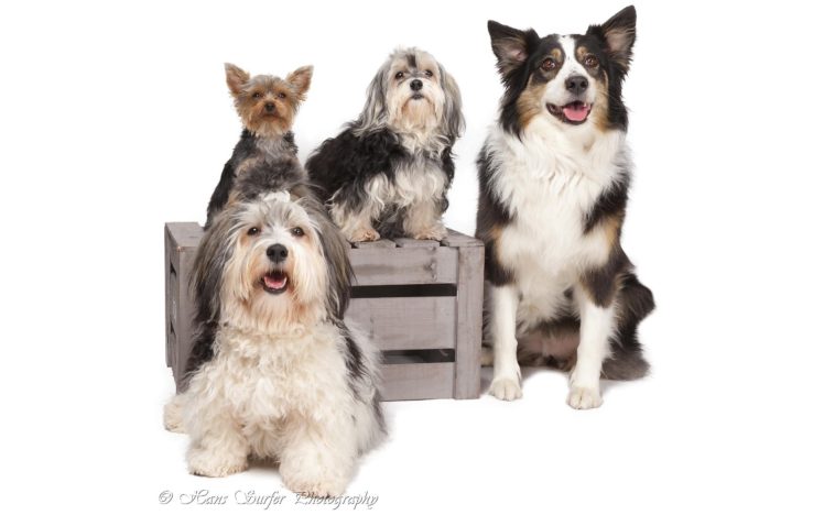 animals, Dogs HD Wallpaper Desktop Background