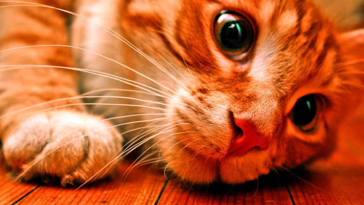 animals, Cats, Eyes, Face HD Wallpaper Desktop Background