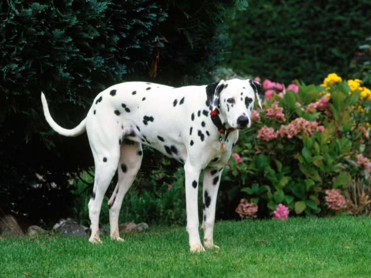 animals, Dogs, Dalmatians HD Wallpaper Desktop Background