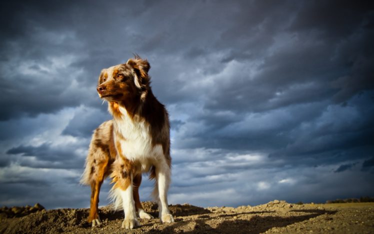 animals, Dogs, Jootix HD Wallpaper Desktop Background
