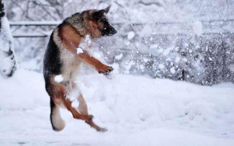 animals, Dogs, Winter, Snow, Snowflakes, Mood HD Wallpaper Desktop Background