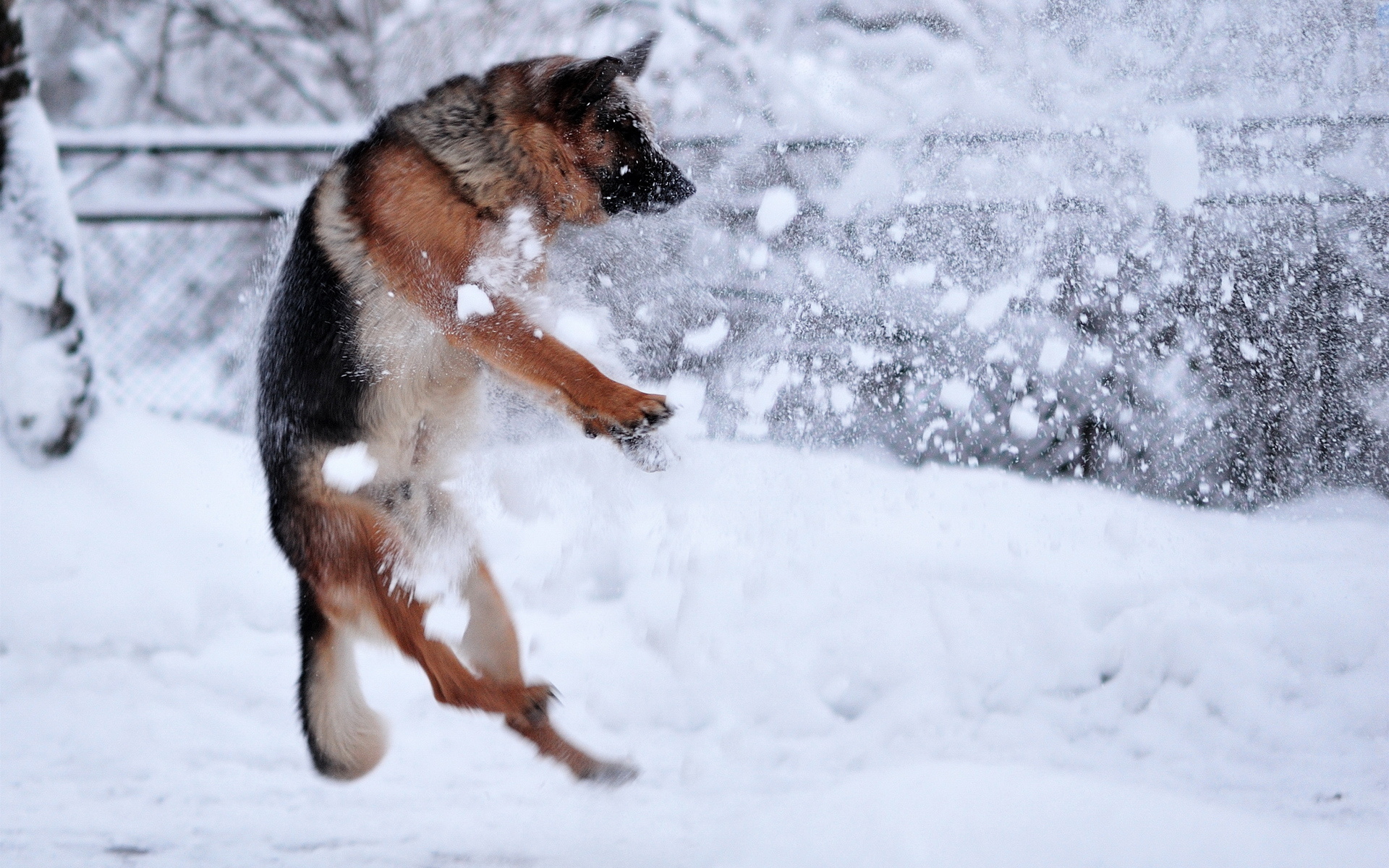 animals, Dogs, Winter, Snow, Snowflakes, Mood Wallpaper