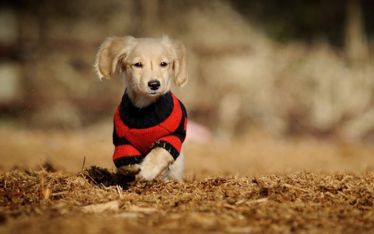 animals, Dogs, Sweaters HD Wallpaper Desktop Background