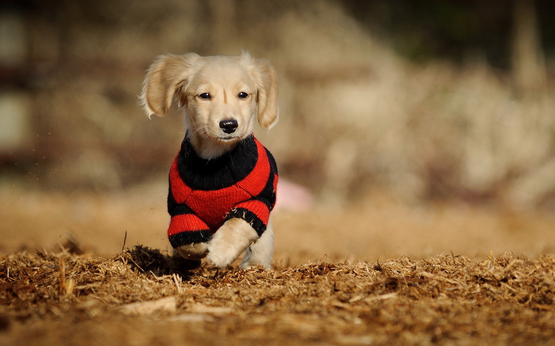 animals, Dogs, Sweaters Wallpaper