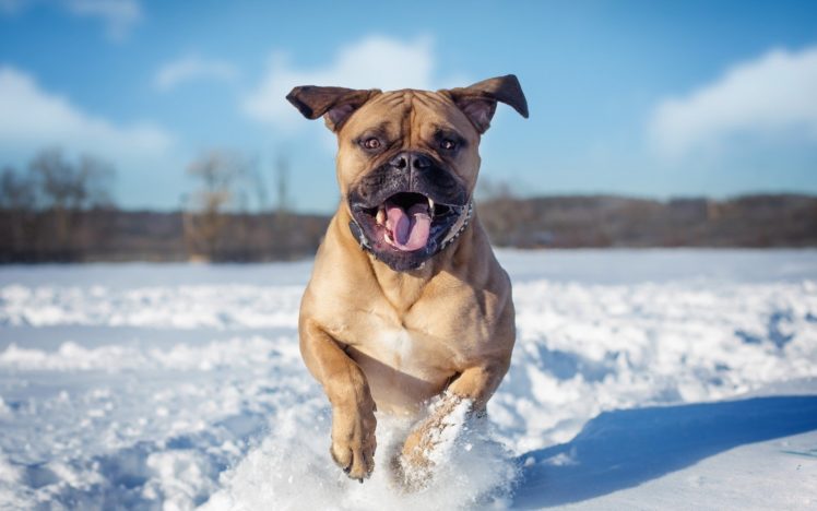 winter, Animals, Dogs HD Wallpaper Desktop Background