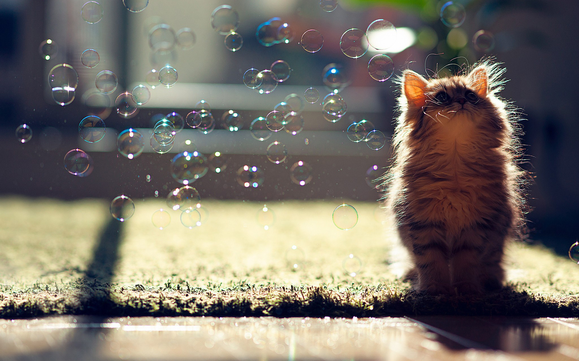 animals, Cats, Bubbles, Kittens, Cute Wallpapers HD / Desktop and