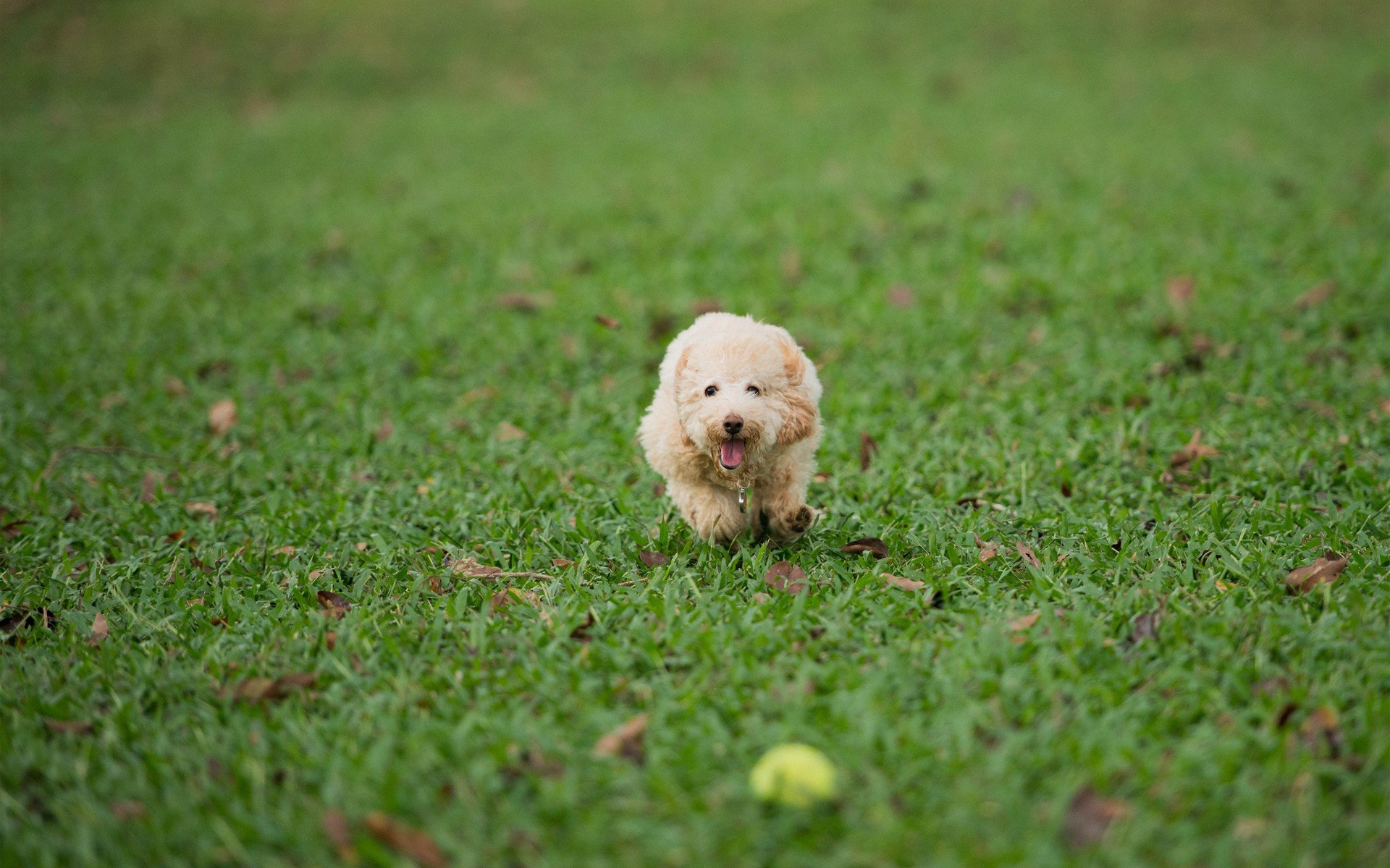 animals, Dogs Wallpaper