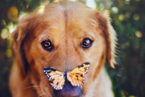 close up, Nature, Eyes, Animals, Dogs, Friend, Butterflies