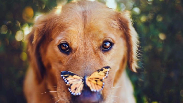 close up, Nature, Eyes, Animals, Dogs, Friend, Butterflies HD Wallpaper Desktop Background