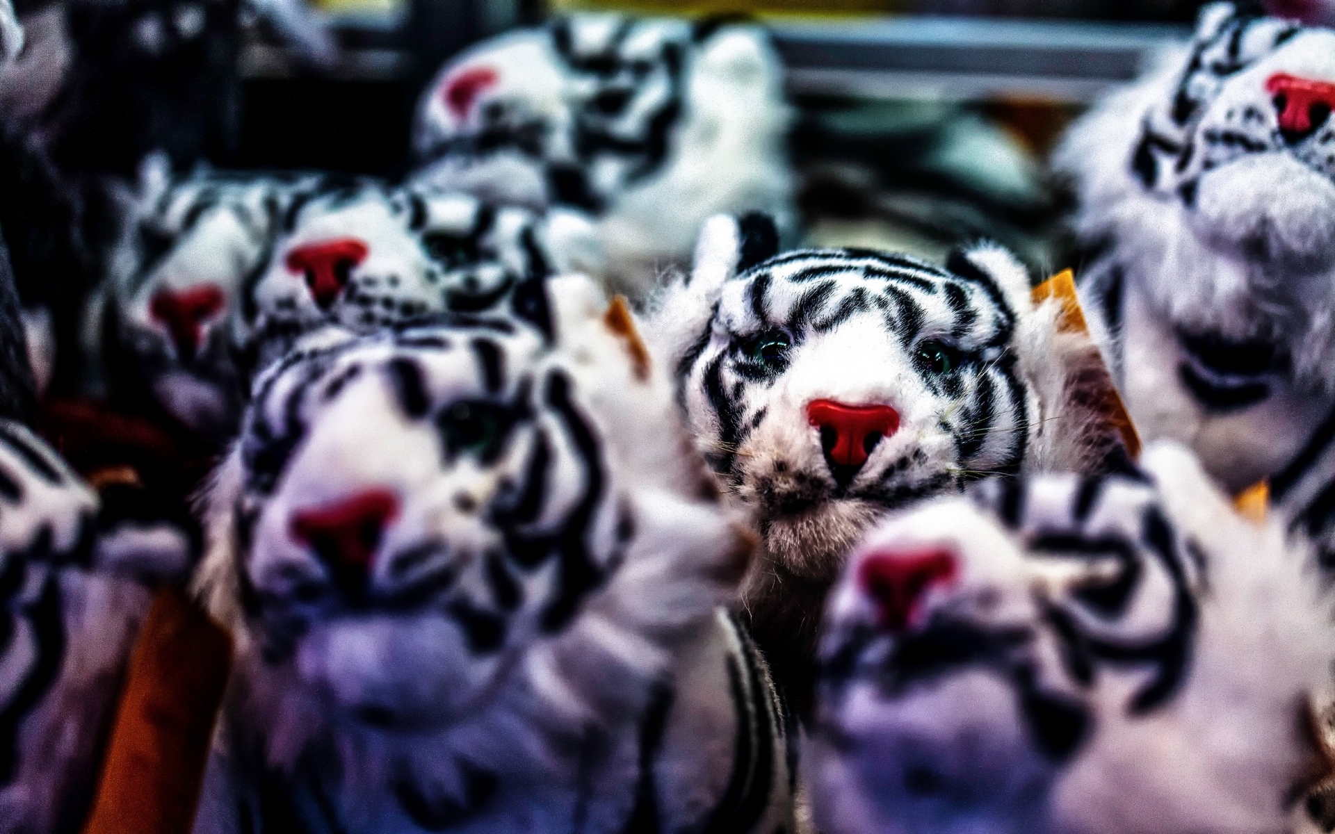aimals, Cats, Tiger, Cute, Toys, Stuffed, Contrast, Photography, Children Wallpaper