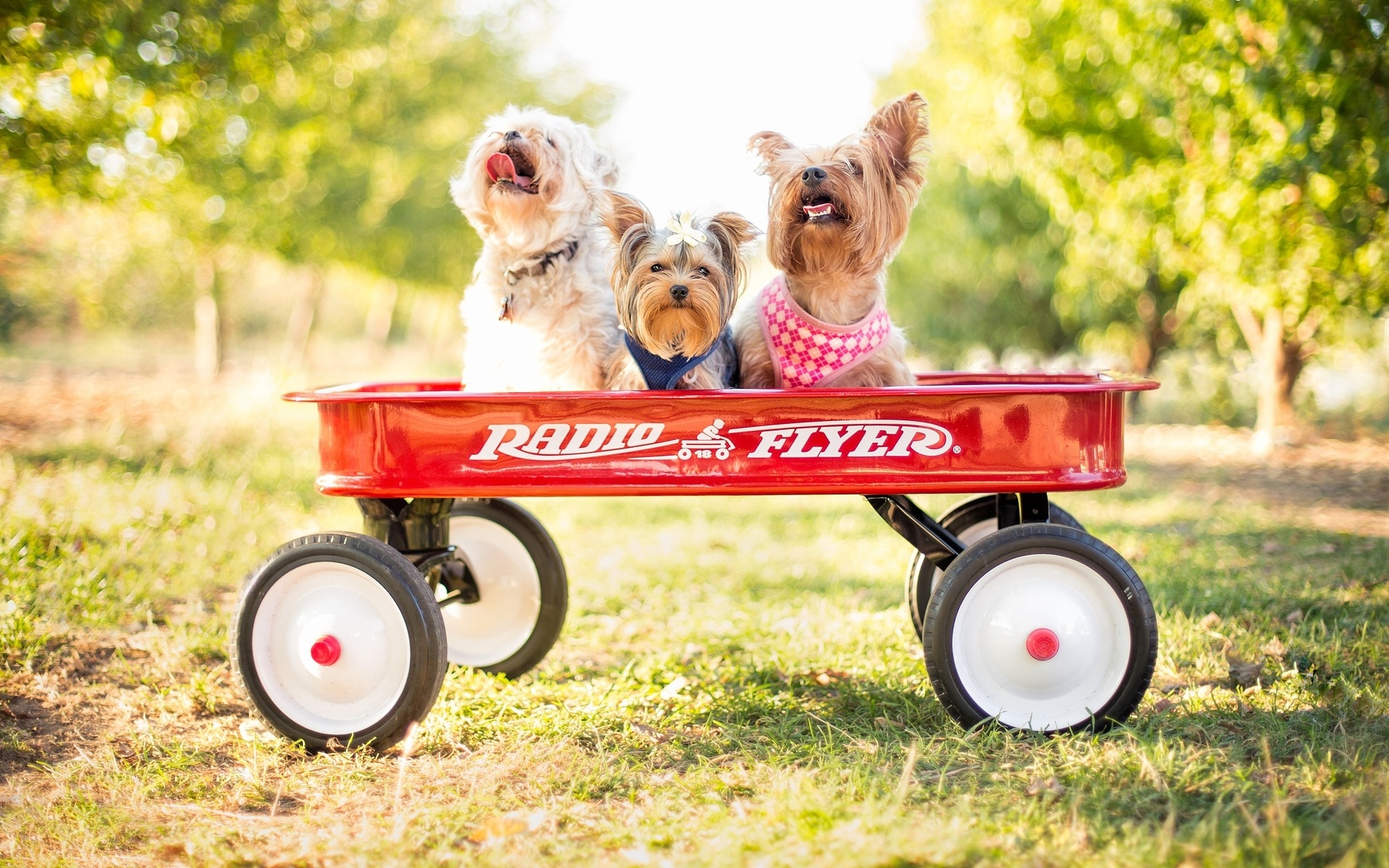 animals, Dogs, Cute Wallpaper