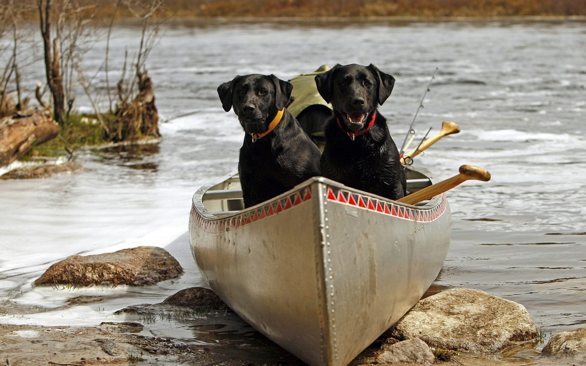 animals, Dogs, Boats, Lakes, Rivers, Nature Wallpaper