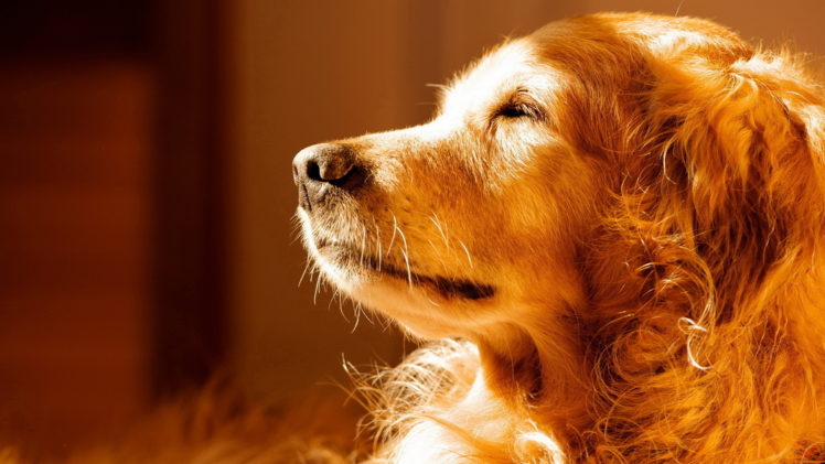 animals, Dogs, Sunlight HD Wallpaper Desktop Background