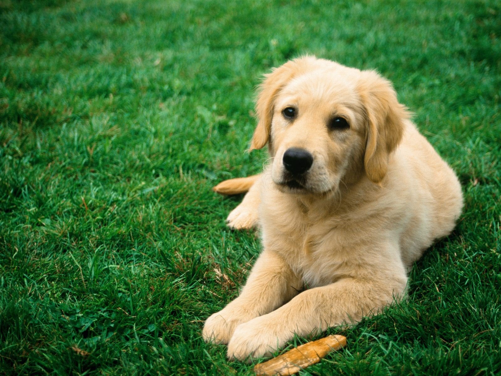 dogs Wallpaper