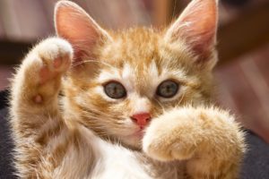 kittens, Cute, Humor, Funny, Paws