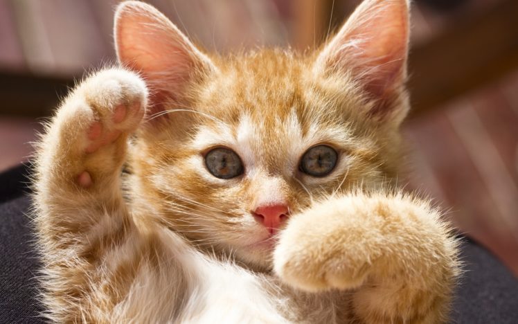 kittens, Cute, Humor, Funny, Paws HD Wallpaper Desktop Background