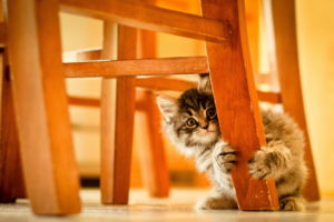 animals, Cats, Kittens, Babies, Chair, Paws