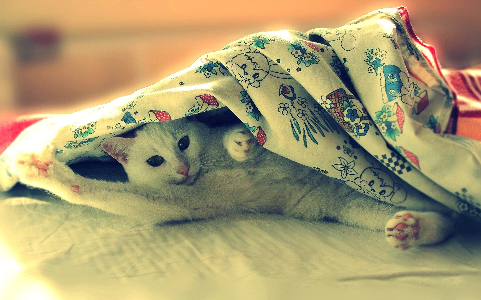 animals, Cats, Sleeping, Humor, Funny Wallpaper