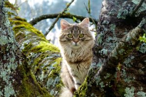 animals, Cats, Trees, Eyes, Face, Whiskers, Nature, Fur, Ears, Nose, Moss, Photgraphy