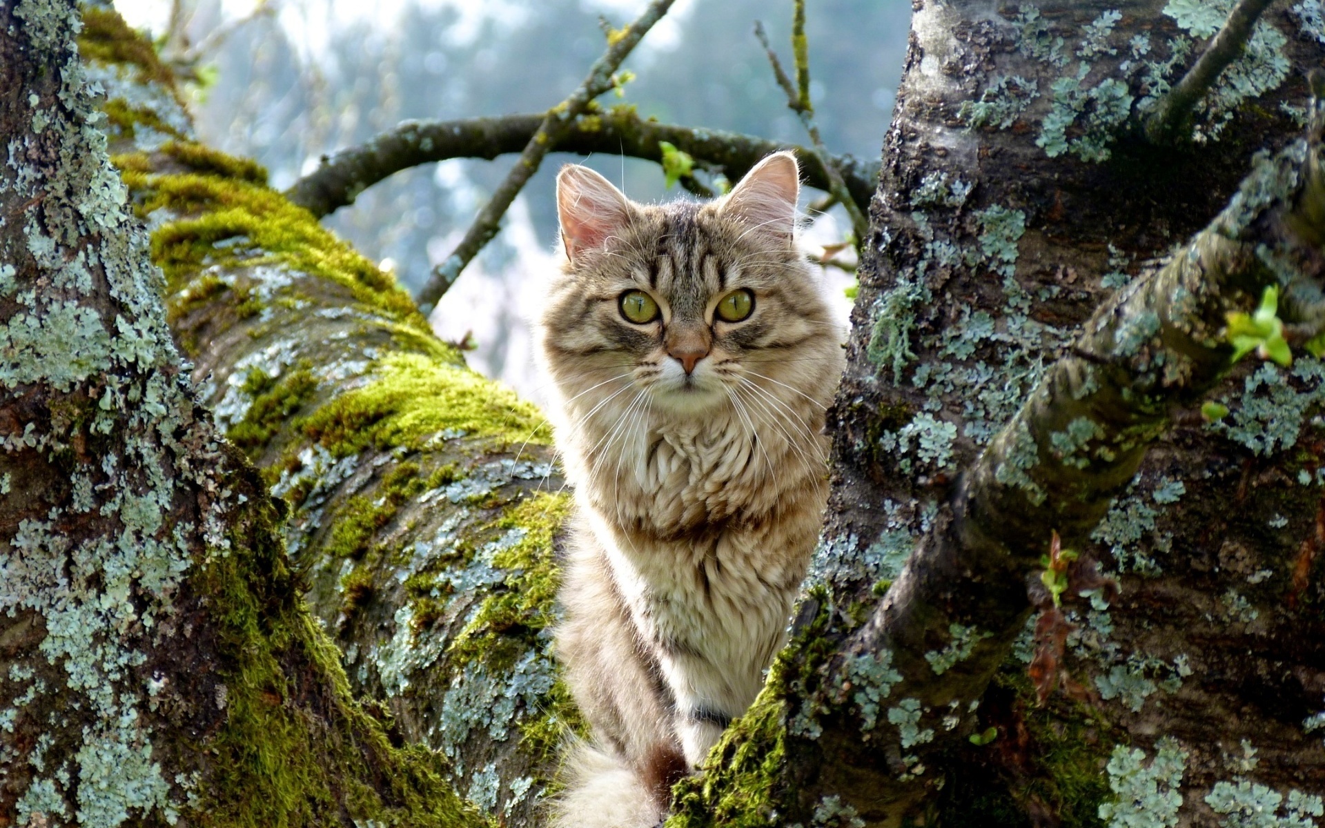animals, Cats, Trees, Eyes, Face, Whiskers, Nature, Fur, Ears, Nose, Moss, Photgraphy Wallpaper