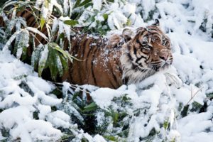 animals, Cats, Tiger, Winter, Snow, Predator, Wildlife