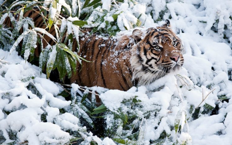 animals, Cats, Tiger, Winter, Snow, Predator, Wildlife HD Wallpaper Desktop Background