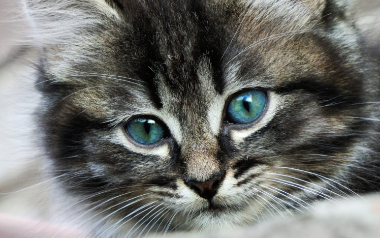 animals, Cats, Kittens, Face, Eyes, Whisker, Fur, Babies HD Wallpaper Desktop Background