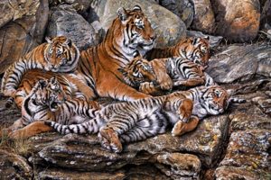animals, Cats, Tiger, Painting, Art, Predator, Cubs, Babies, Mother