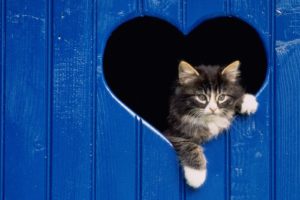 blue, Love, Cats, Animals, Pets