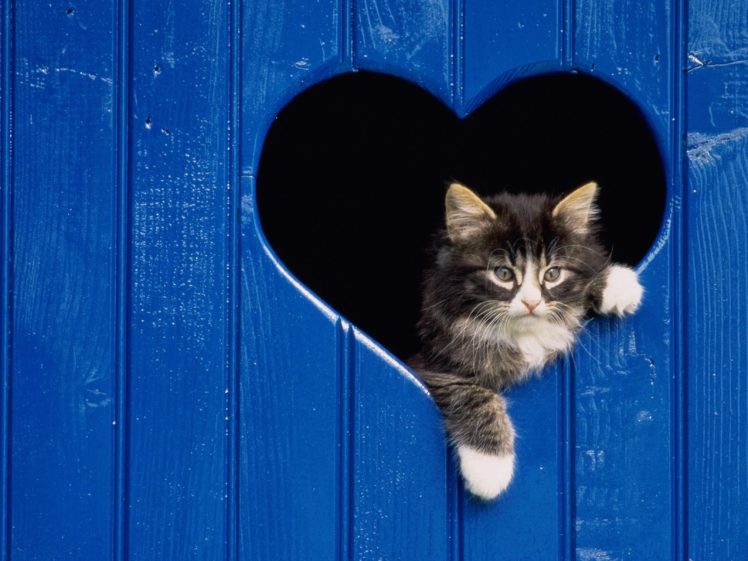 blue, Love, Cats, Animals, Pets HD Wallpaper Desktop Background