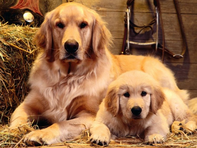 animals, Dogs, Golden, Retriever HD Wallpaper Desktop Background
