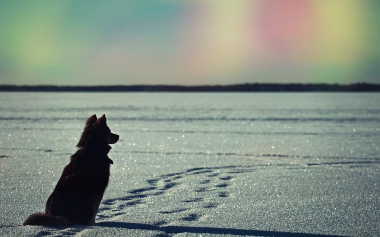 dog, Snow HD Wallpaper Desktop Background