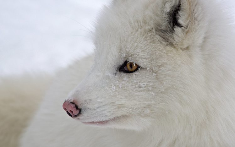 fox, Snow, Winter HD Wallpaper Desktop Background