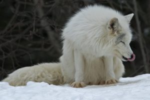 fox, Snow, Winter