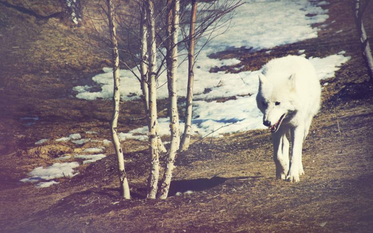 wolf, Warm HD Wallpaper Desktop Background