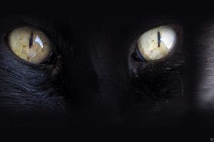 eyes, Black, Cats, Animals