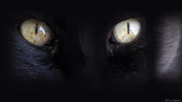 eyes, Black, Cats, Animals HD Wallpaper Desktop Background