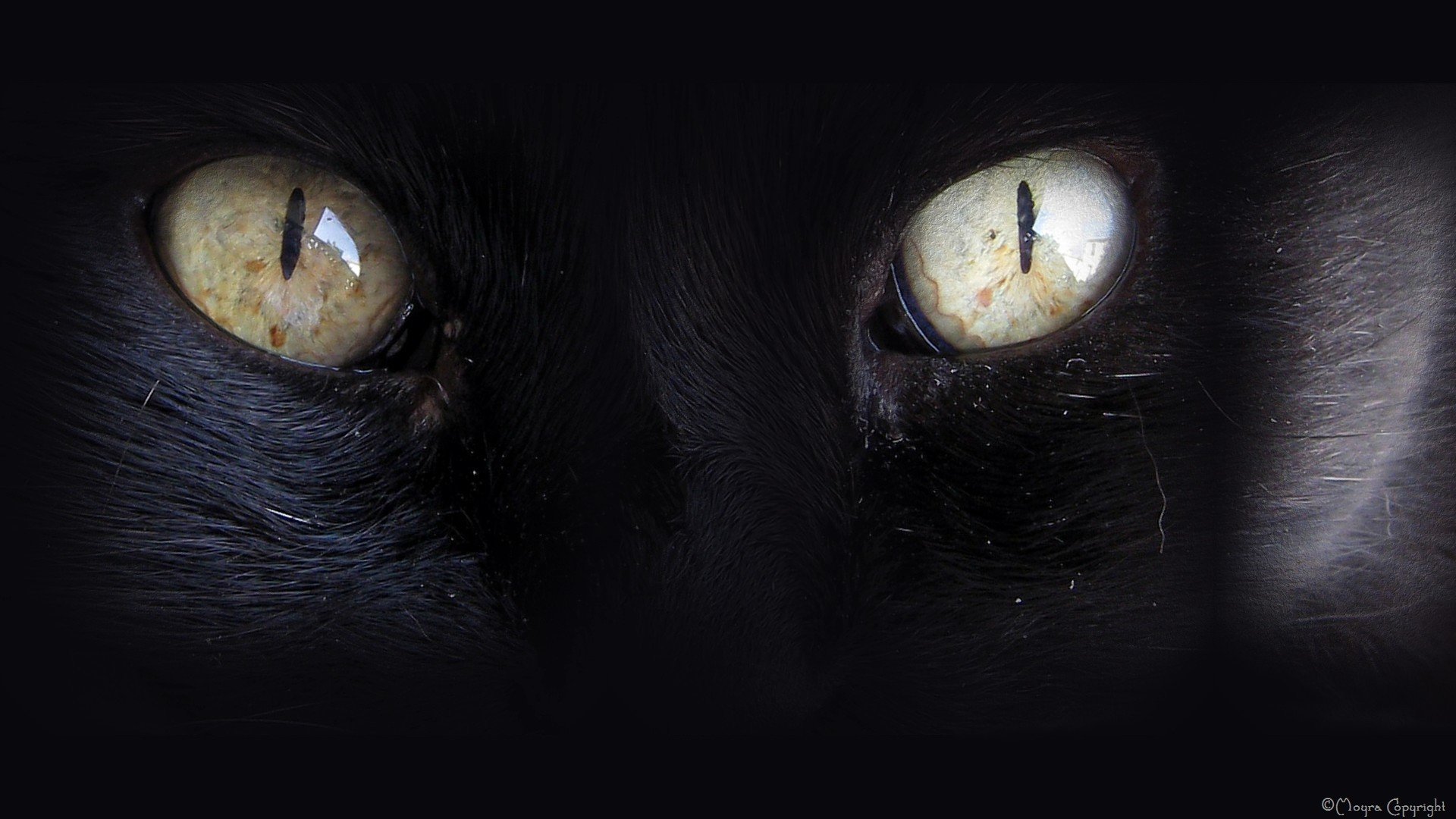 eyes, Black, Cats, Animals Wallpaper