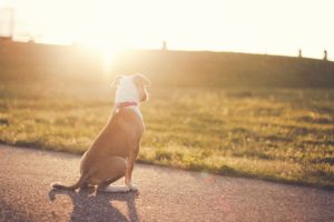 animals, Dogs, Sunlight, Roads