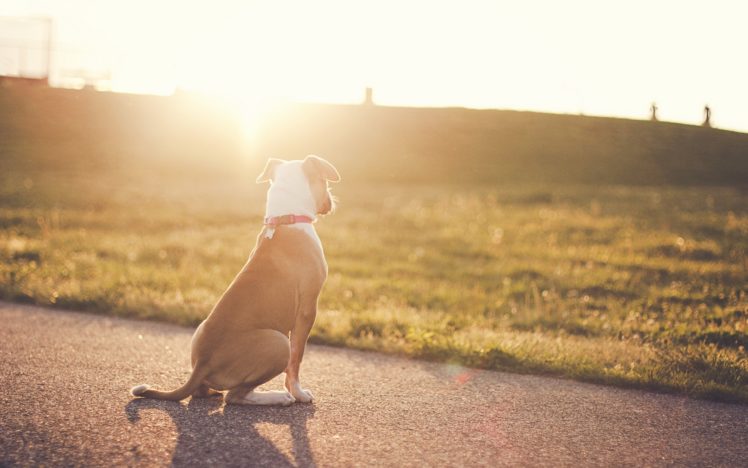 animals, Dogs, Sunlight, Roads HD Wallpaper Desktop Background