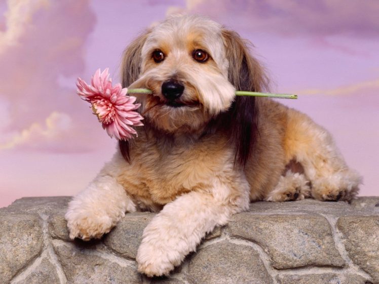 flowers, Animals, Dogs HD Wallpaper Desktop Background