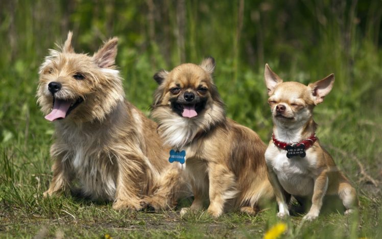 animals, Dogs, Outdoors, Pets HD Wallpaper Desktop Background
