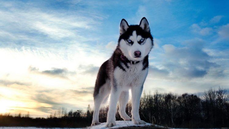 dogs, Pets, Huskies HD Wallpaper Desktop Background
