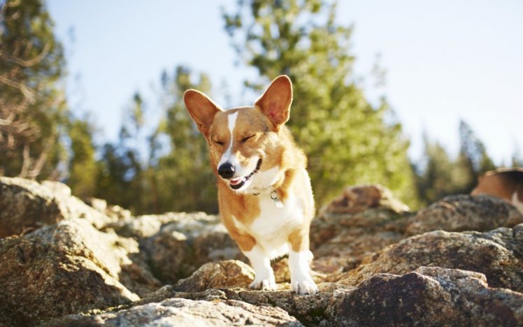 animals, Dogs, Rocks HD Wallpaper Desktop Background