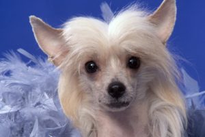 animals, Dogs, Chinese, Crested, Pyramid