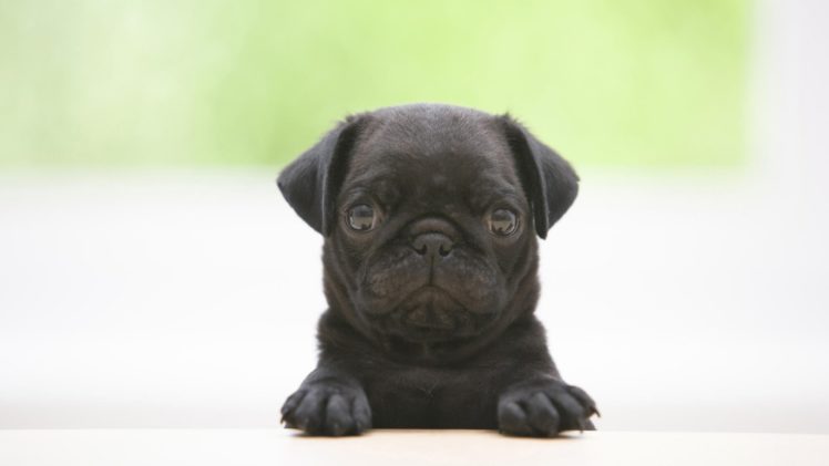 black, Animals, Dogs, Pugs, Puppies HD Wallpaper Desktop Background