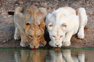 animals, Cats, Predator, Lions, Contrast, Albino, Fur, Whiskers, Face, Eyes, Wildlife, Africa, Lakes, Water, Pond