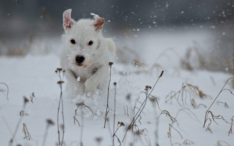 snow, Dogs HD Wallpaper Desktop Background