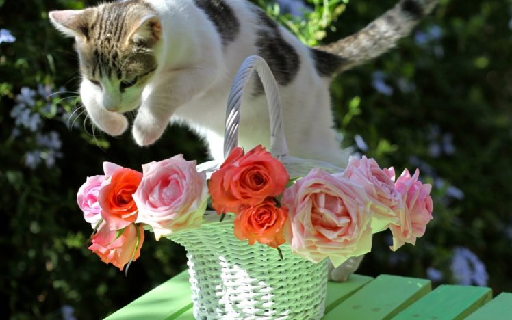 animals, Cats, Feline, Fur, Whiskers, Motion, Jump, Action, Flowers, Vase, Bouquets HD Wallpaper Desktop Background